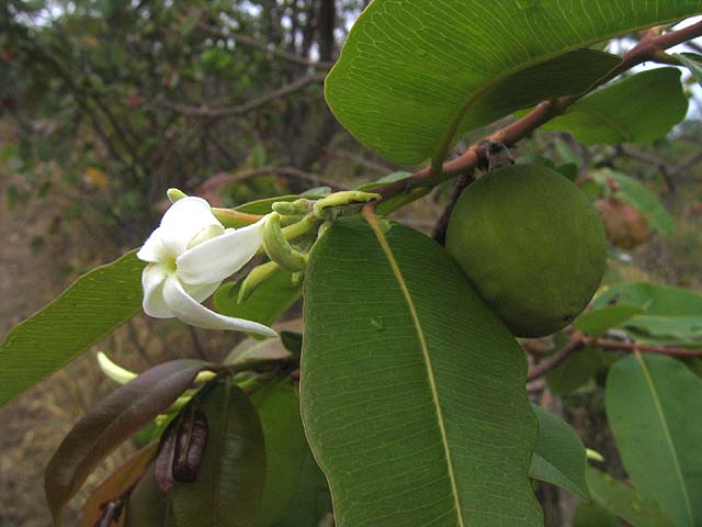 O fruto e a flor